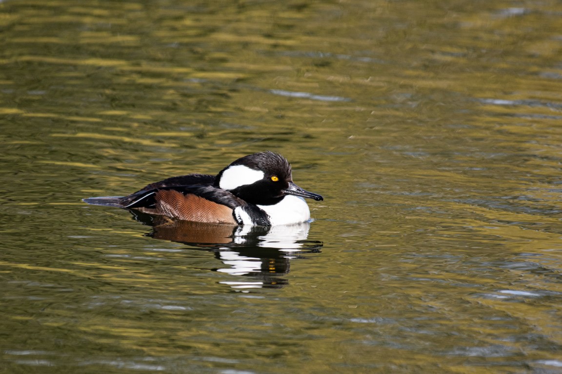 Hooded Merganzer